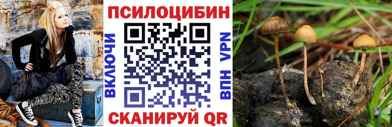 где купить наркоту  Армавир  Псилоцибиновые грибы Magic Shrooms 